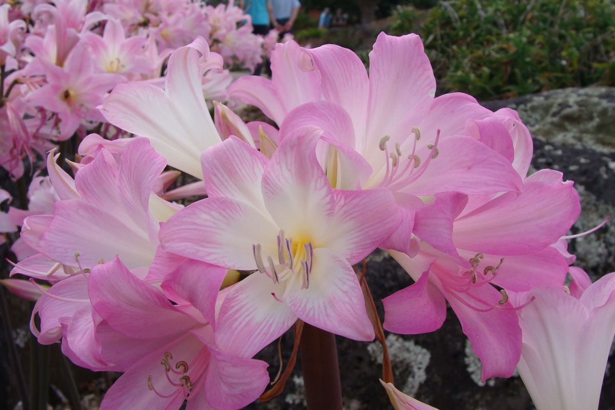 Amaryllis belladonna (2)